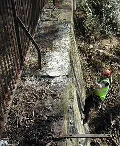 De-vegetating a retaining wall at the end of Astley Street | Myers Tree Care