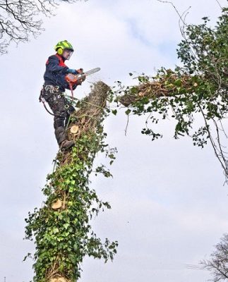 tree surgeon with chainsaw sectional felling cheshire