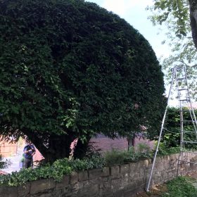 Hedge reduction in Manchester, Cheshire